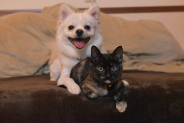 犬と猫